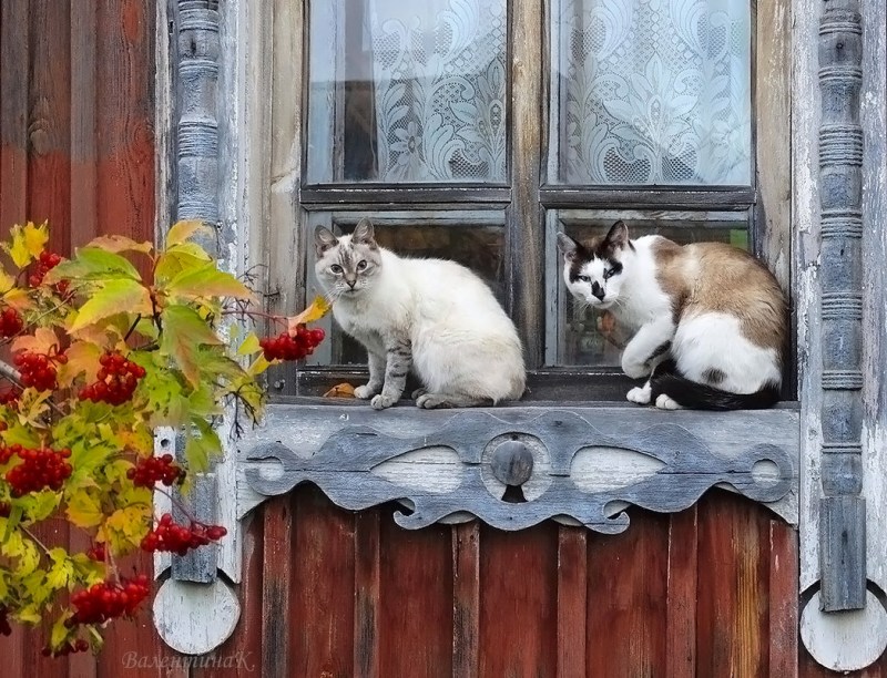 Кот в деревенском окне