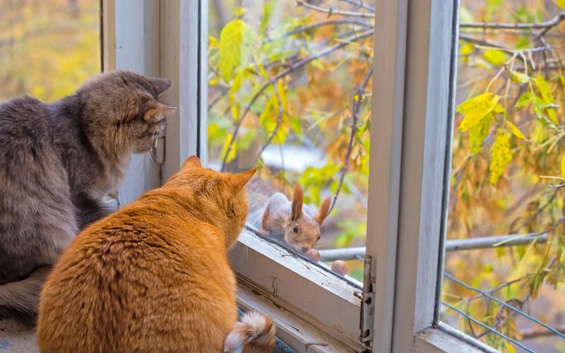 Кошка на окне осень