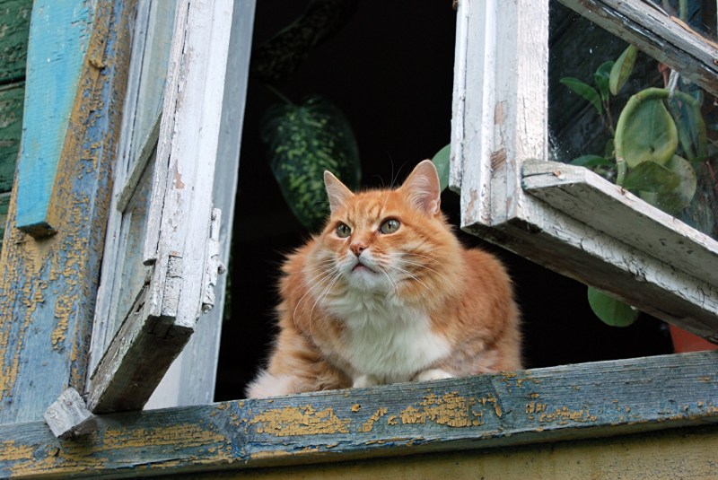 Рыжая кошка на подоконнике