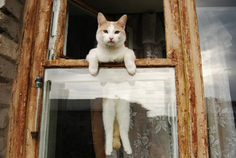 Кот сидит на форточке