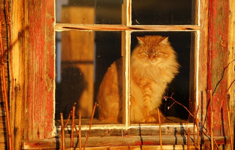 Кошки на окошке