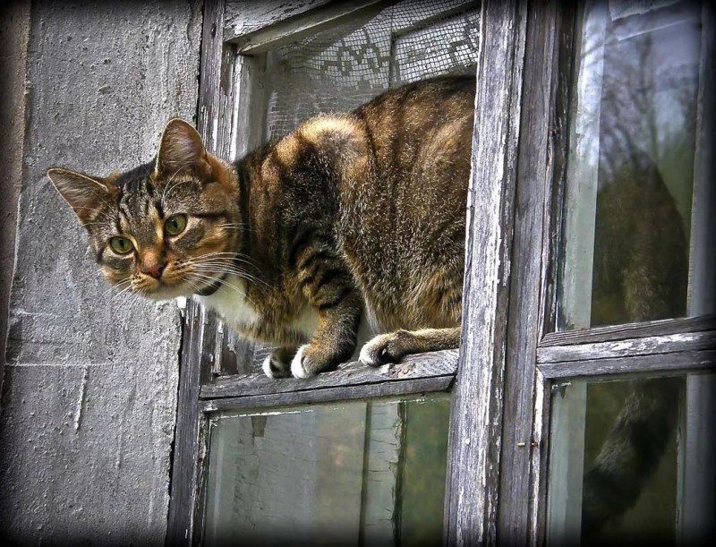 Кошка в форточке