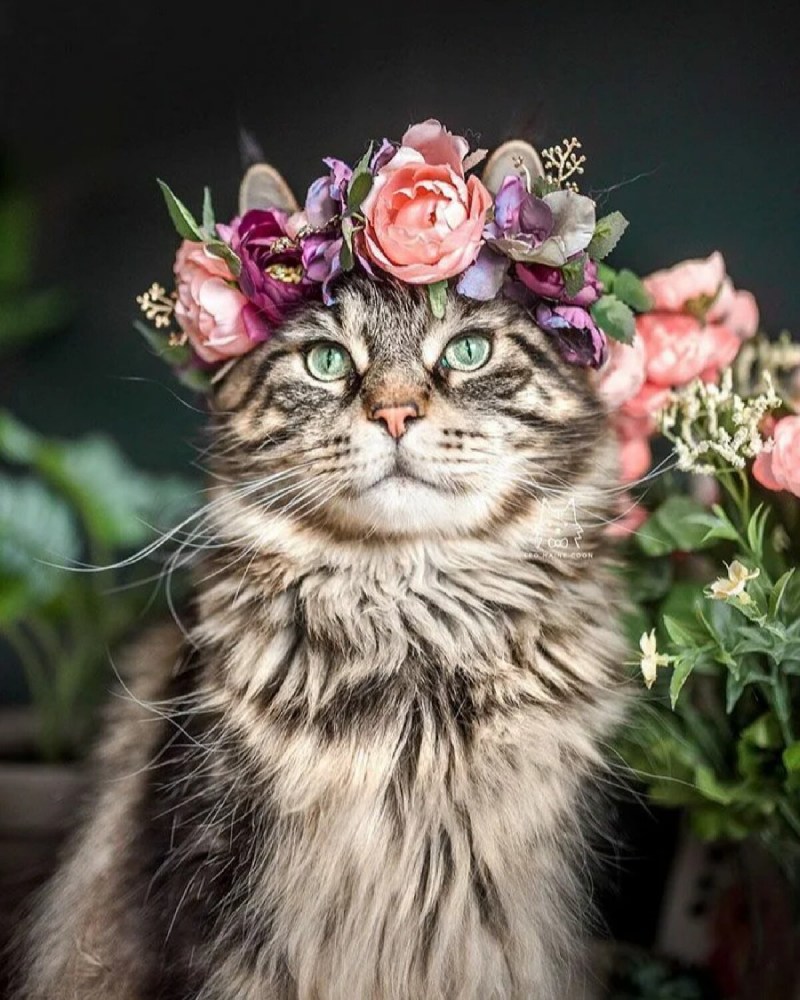 Кошка с цветами