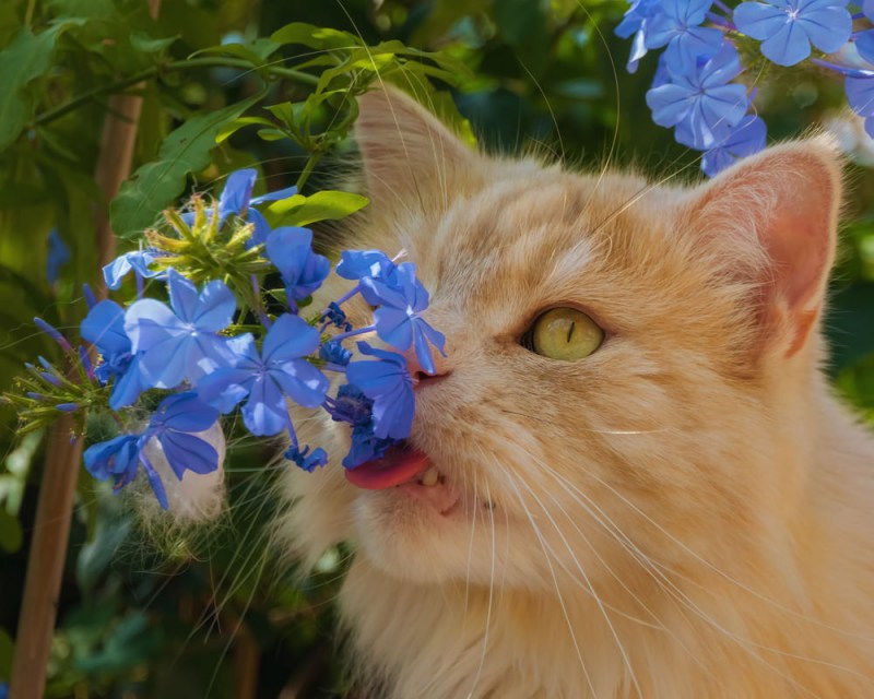 Кот в цветах