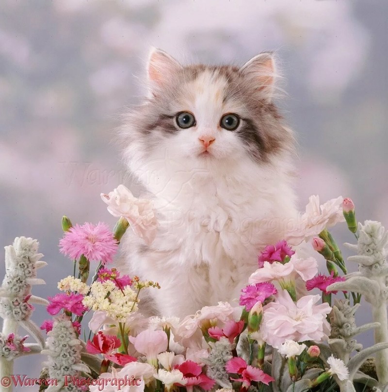 Котик с цветочком