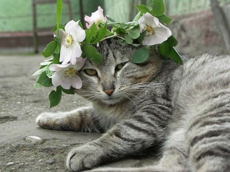 Кошка Весна