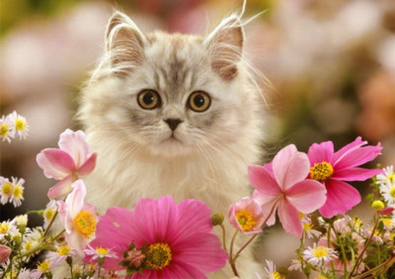 Котенок с цветочком