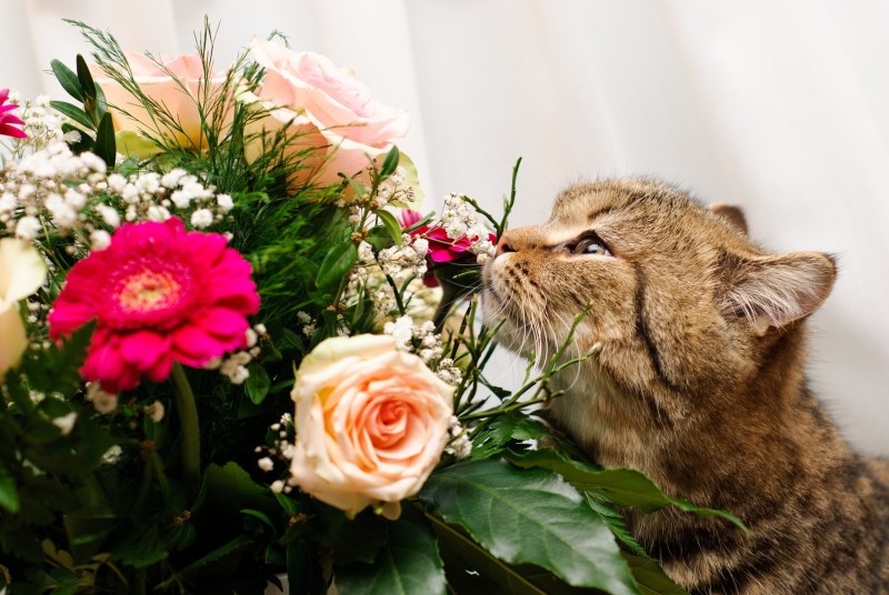 Кошка в цветах