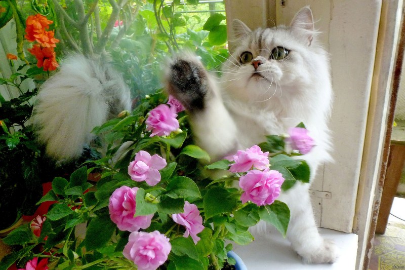 Котенок с цветами