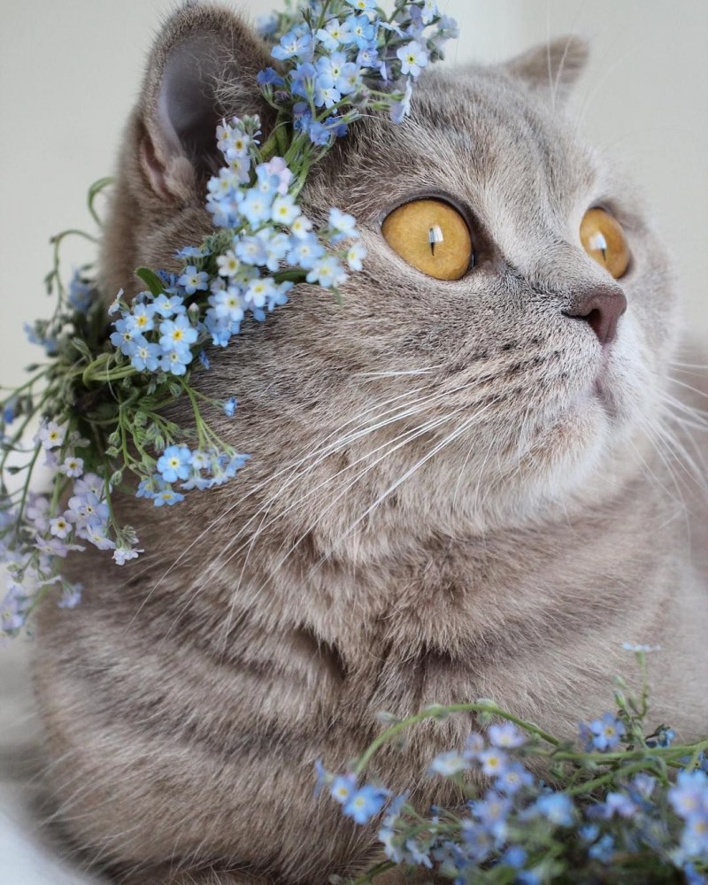 Красивые кошки