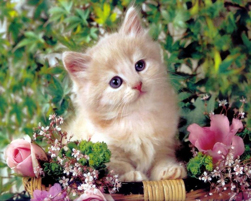 Милые кошечки