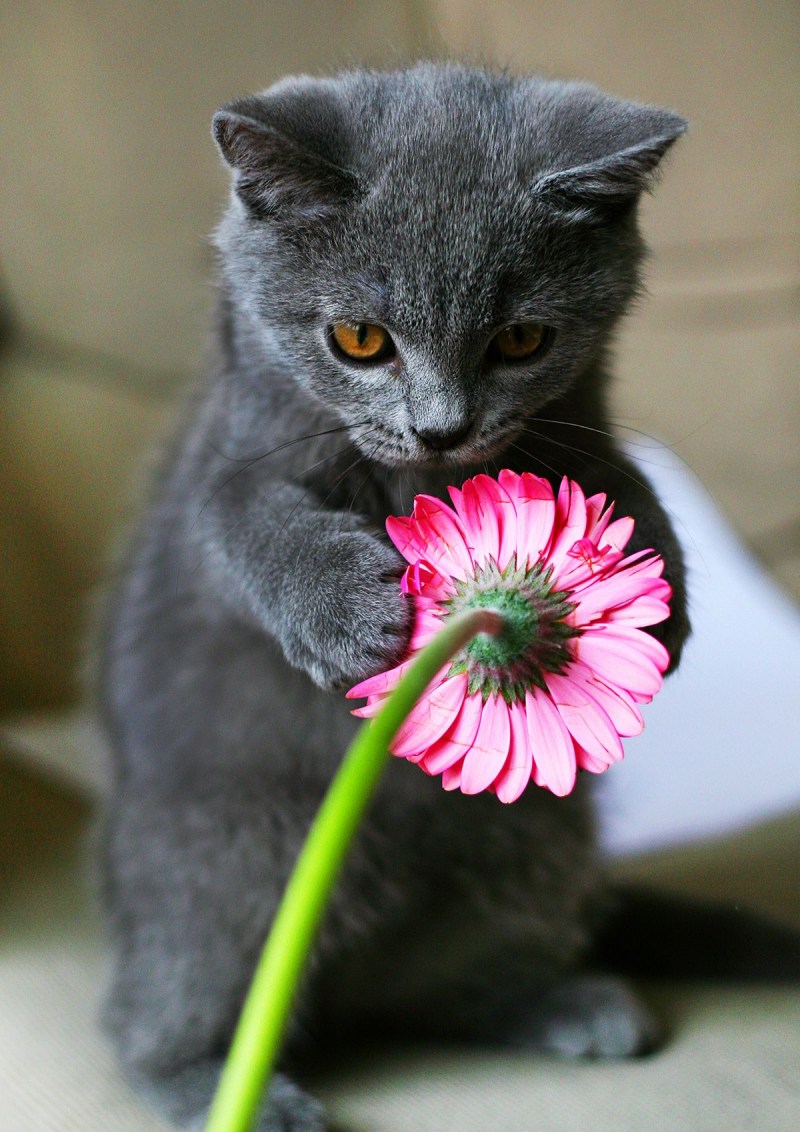 Кот с цветами