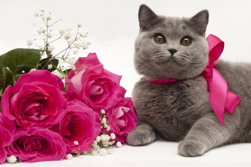 Котик с букетом