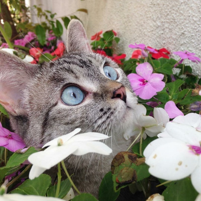 Котик с цветочком