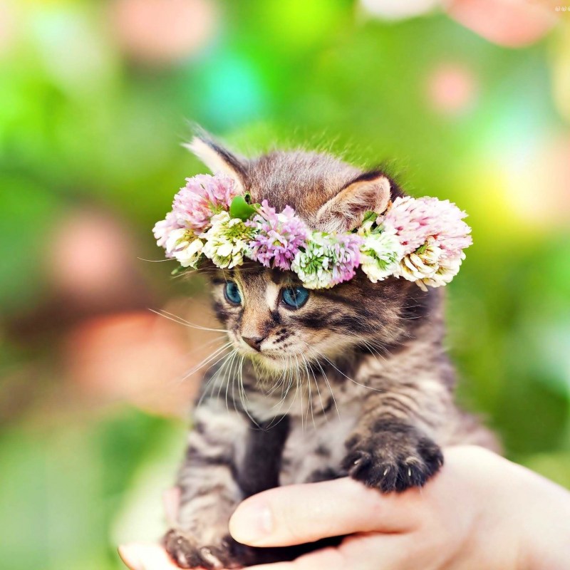 Котенок с цветочком