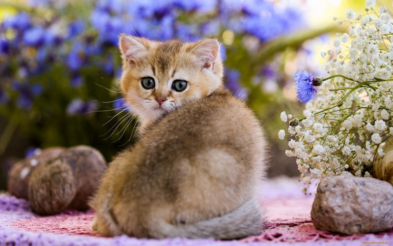 Красивые котята с цветами