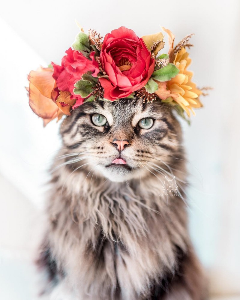 Кошечка с цветами