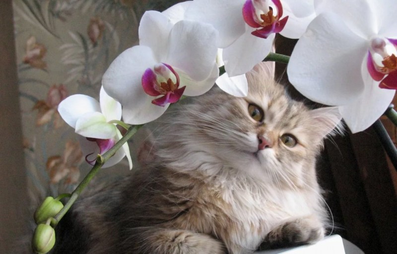 Красивые кошки с цветами