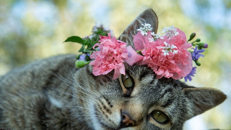 Кошка в венке