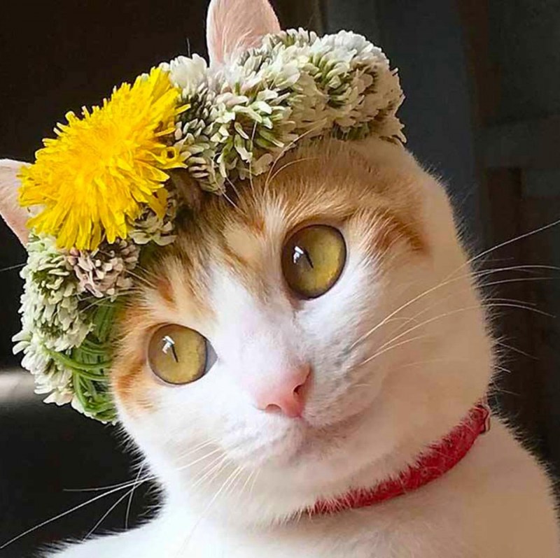 Кошка с венком на голове