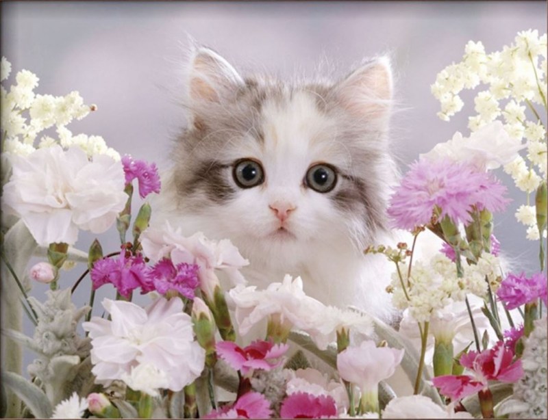 Котенок в цветах