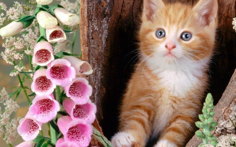 Красивый котяра