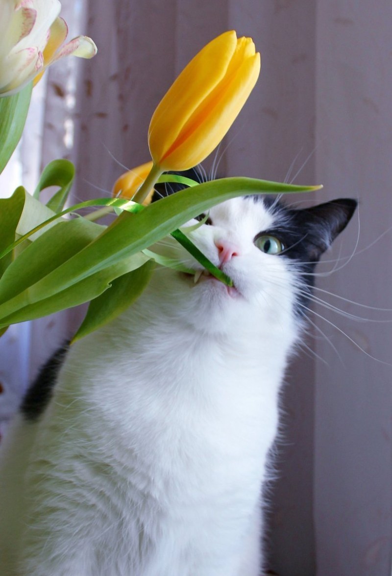 Кошка с цветочком