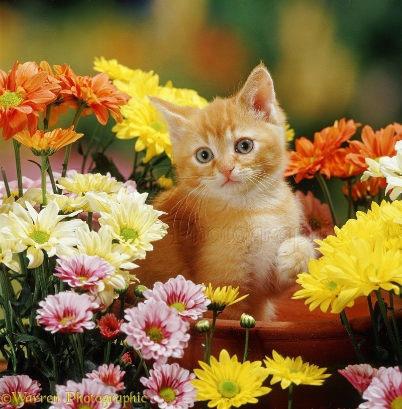 Котенок в цветах