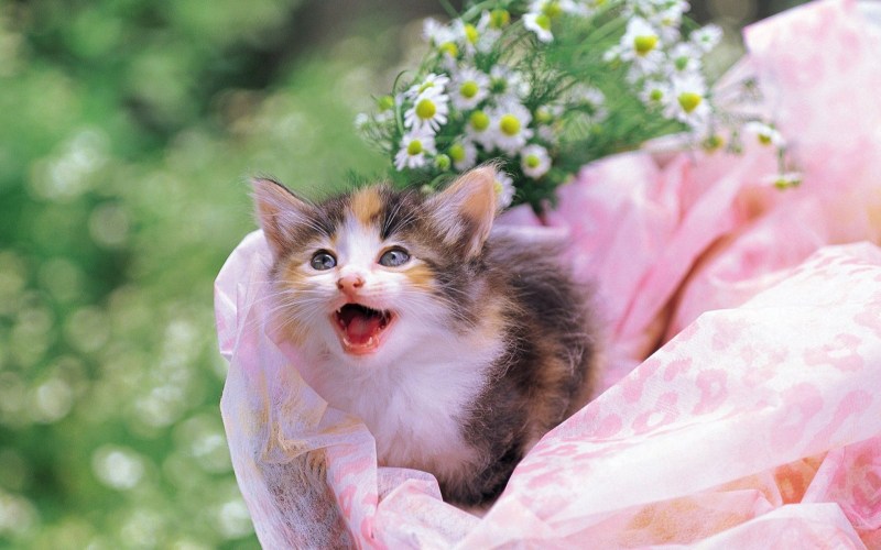 Кошки милые красивые