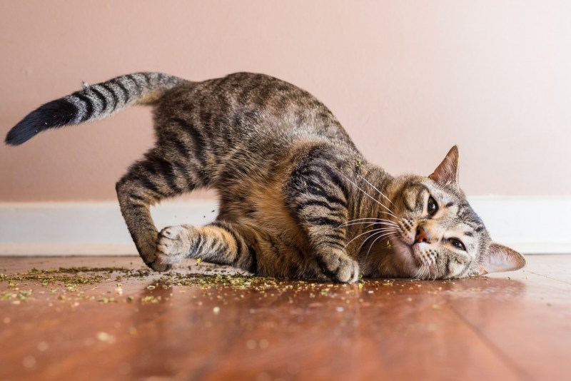 Веселый котик