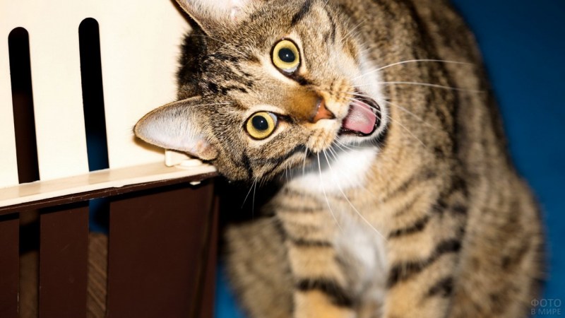 Мемные коты