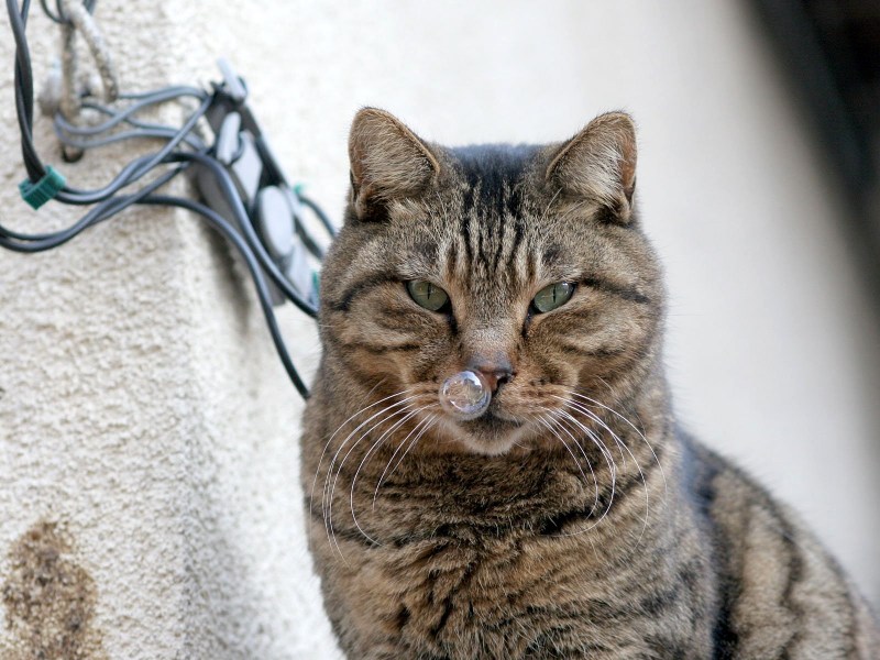 Котик надулся