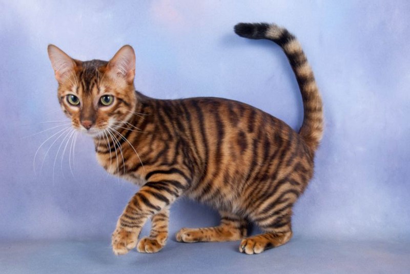 Бенгальский кот тигровый окрас
