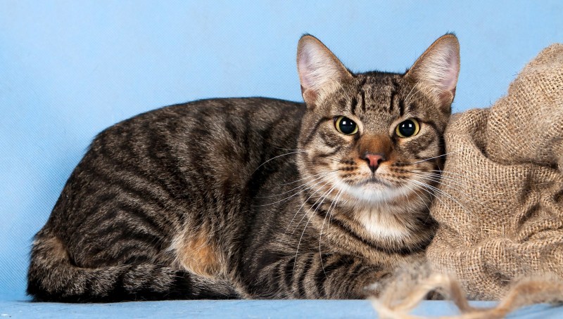 Котята породы тойгер