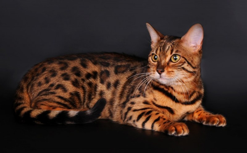Коты породы тойгер