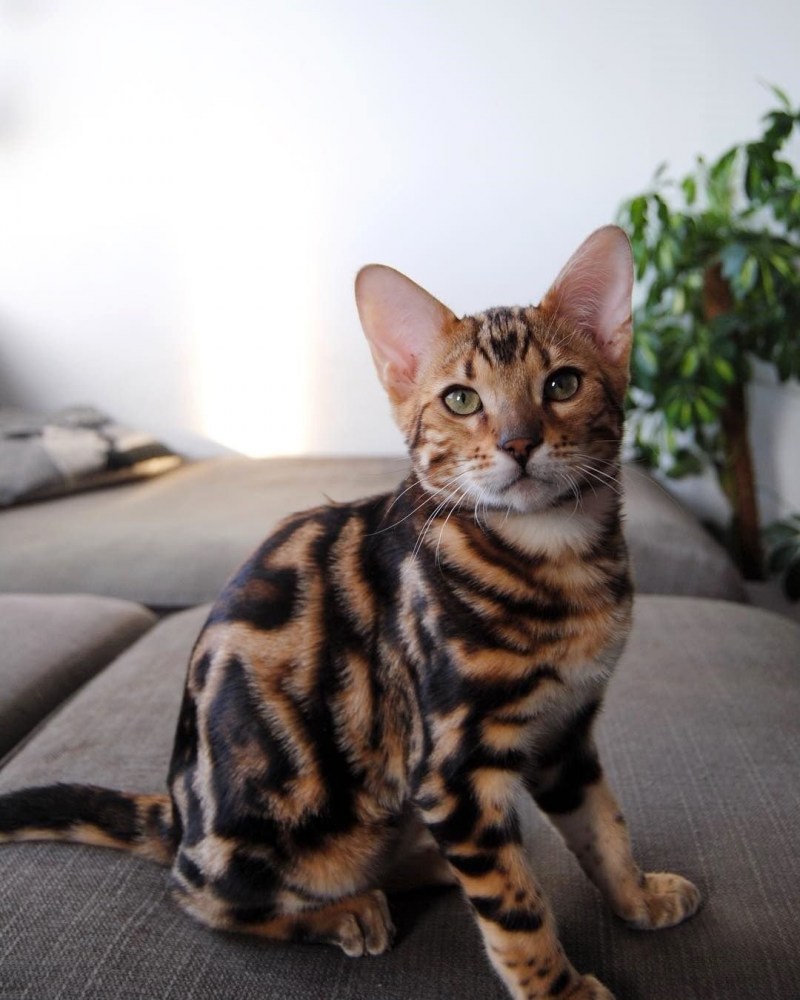 Кошка тойгер котята