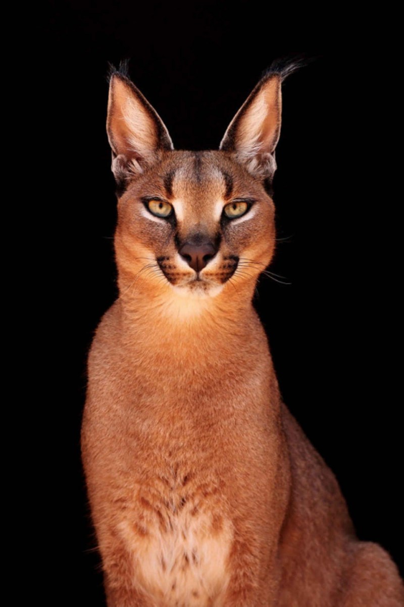 Каракал кошка