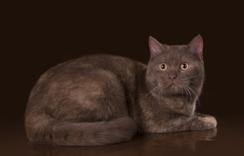 Стрижка британских кошек
