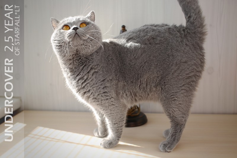 Кошки русская голубая гладкошерстная