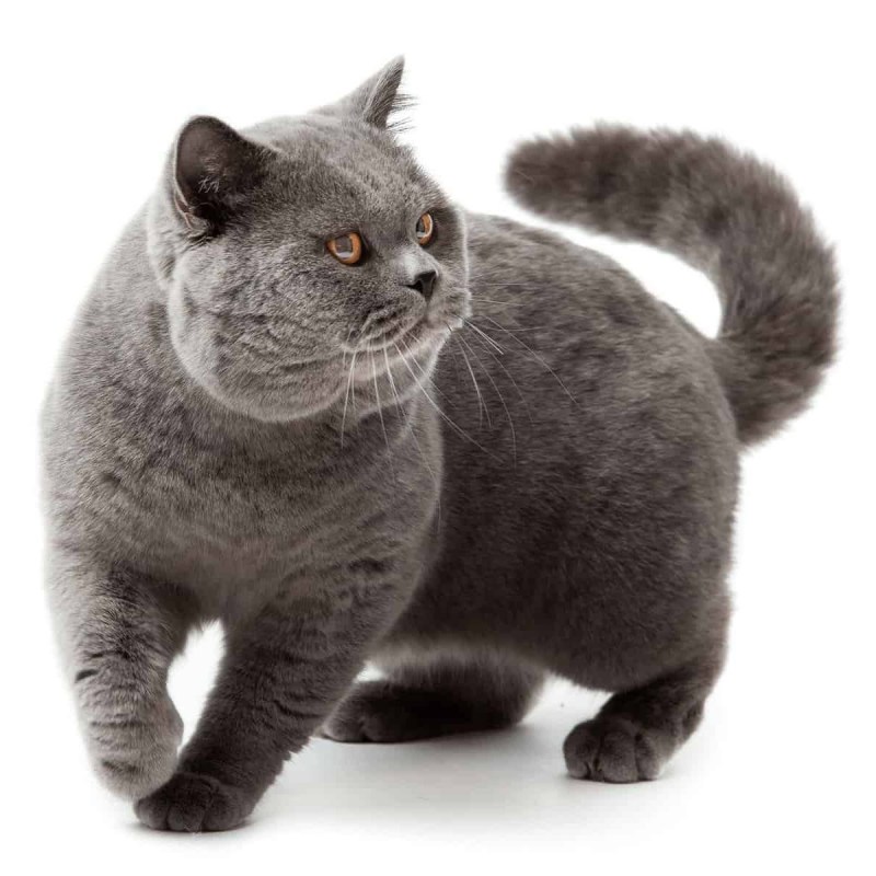 Шерсть британских кошек
