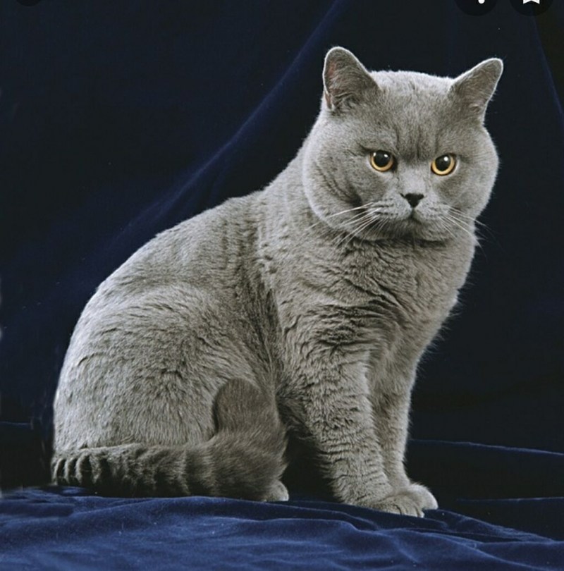 Беременные британские кошки