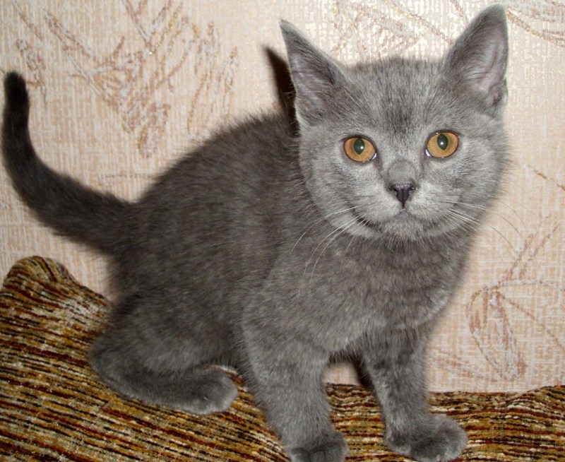 Длинно шерстяные британские котята