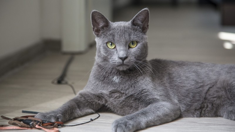 Кот Бася британец