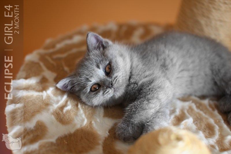 Котенок короткошерстный шерстью
