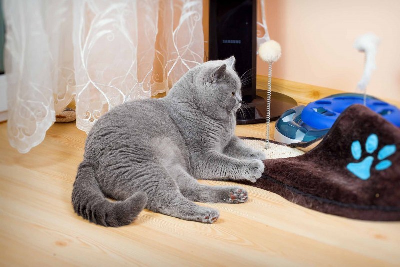 Британские коты линяют