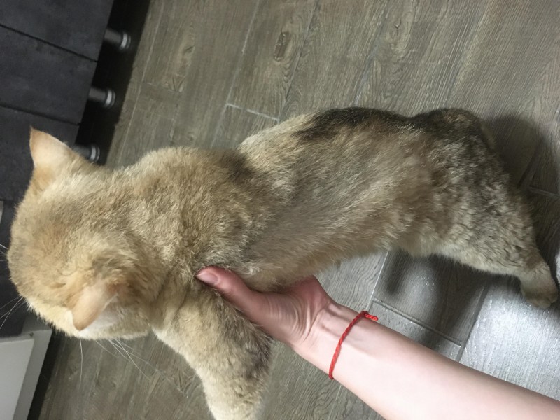 Шерсть британских котов