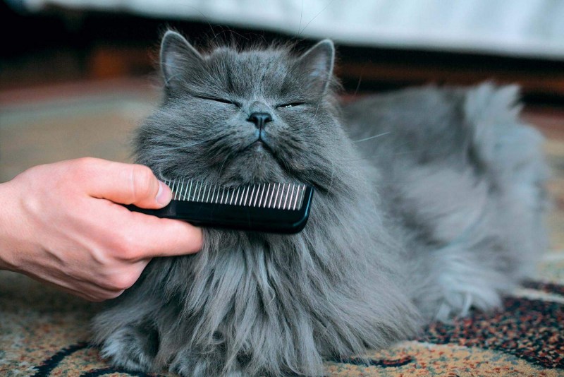 Шотландская вислоухая кошка шерсть