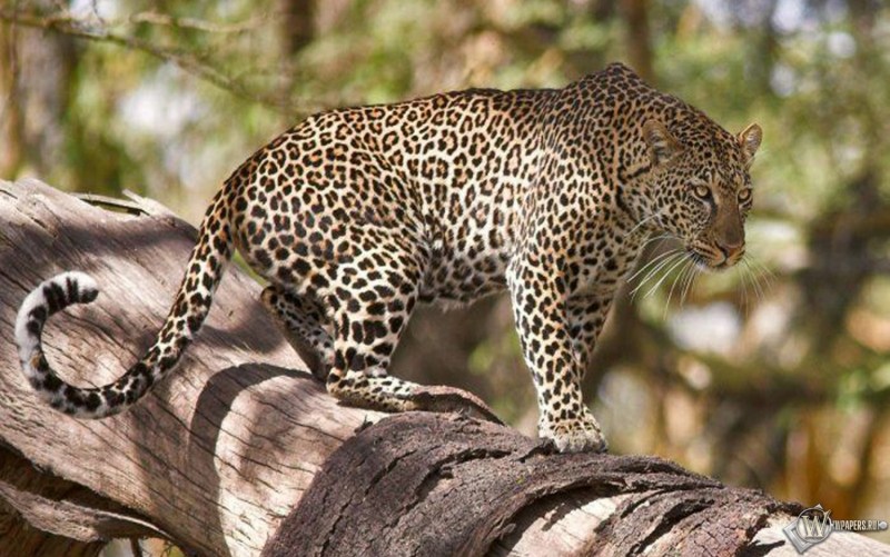 Panthera palaeosinensis