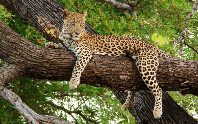 Леопард переднеазиатский (Panthera pardus caucasicus)