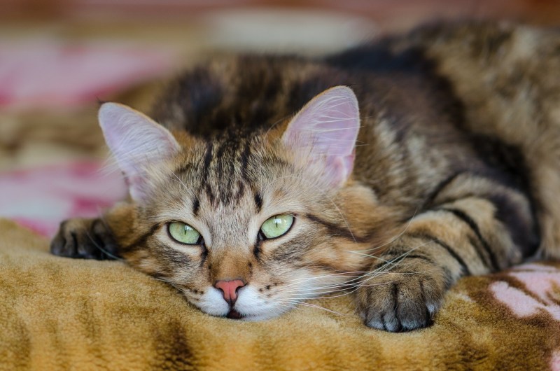 Лежачий кот